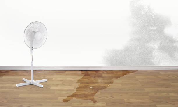 Best Water damage repair service  in Grand Meadow, MN